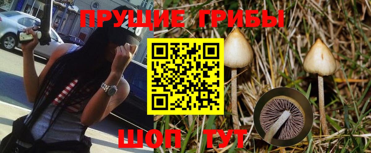 Галлюциногенные грибы Psilocybe Донской